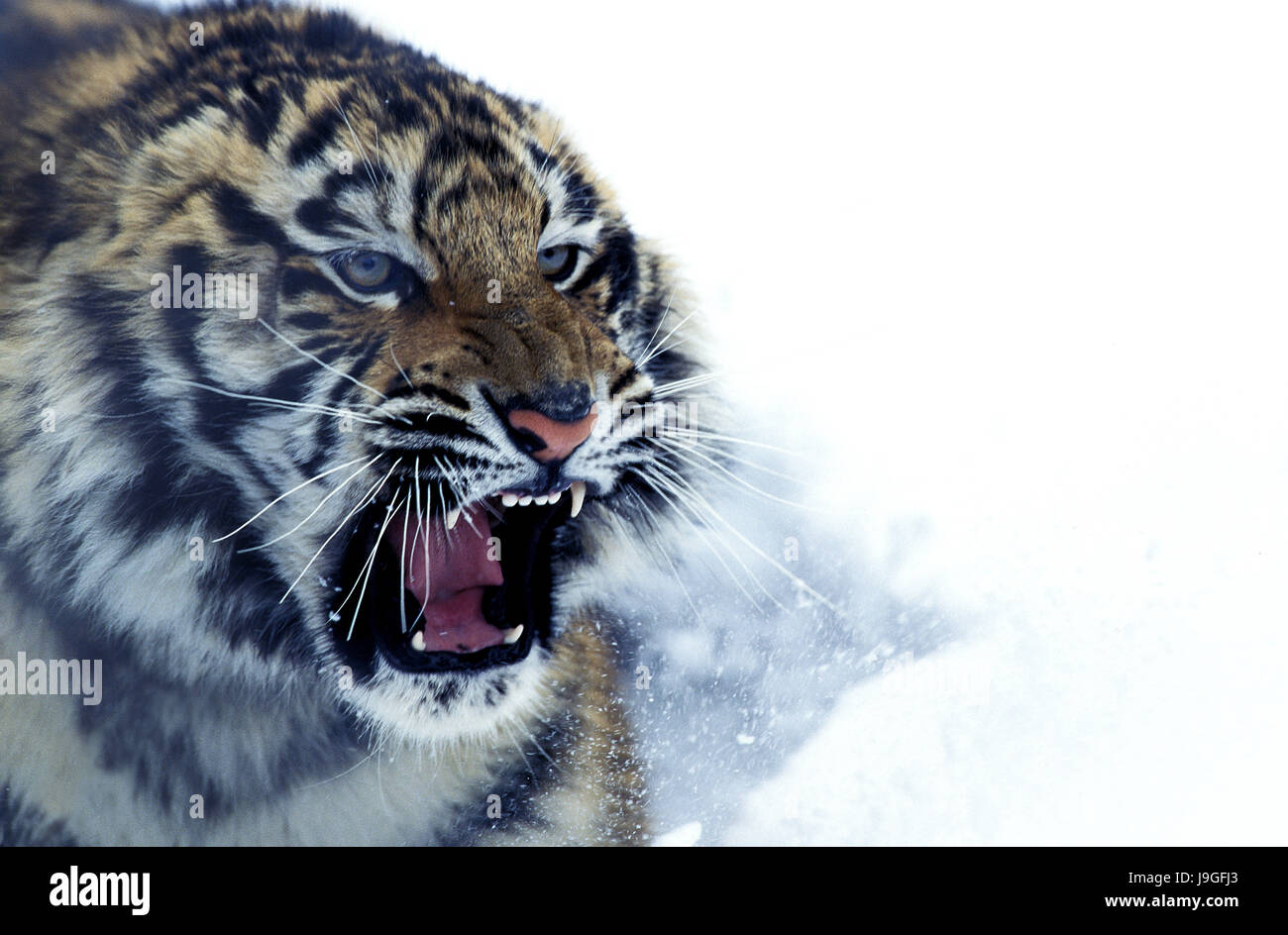 Siberian Tiger, panthera tigris altaica, Adult Snarling in Defensive Posture Stock Photo