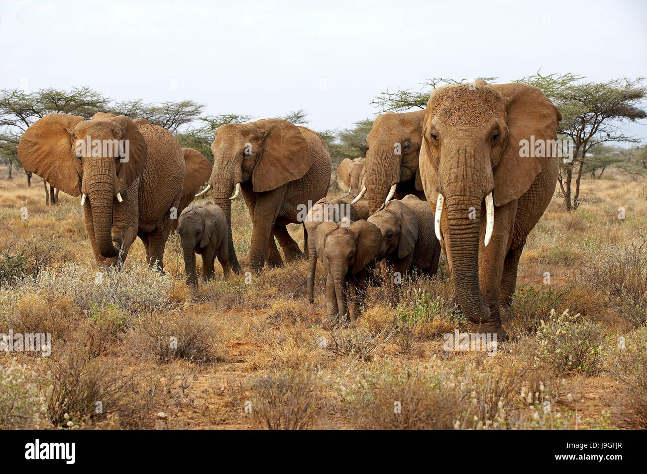 African Elephant, loxodonta africana, Herd in Masai Mara Park, Kenya Stock Photo
