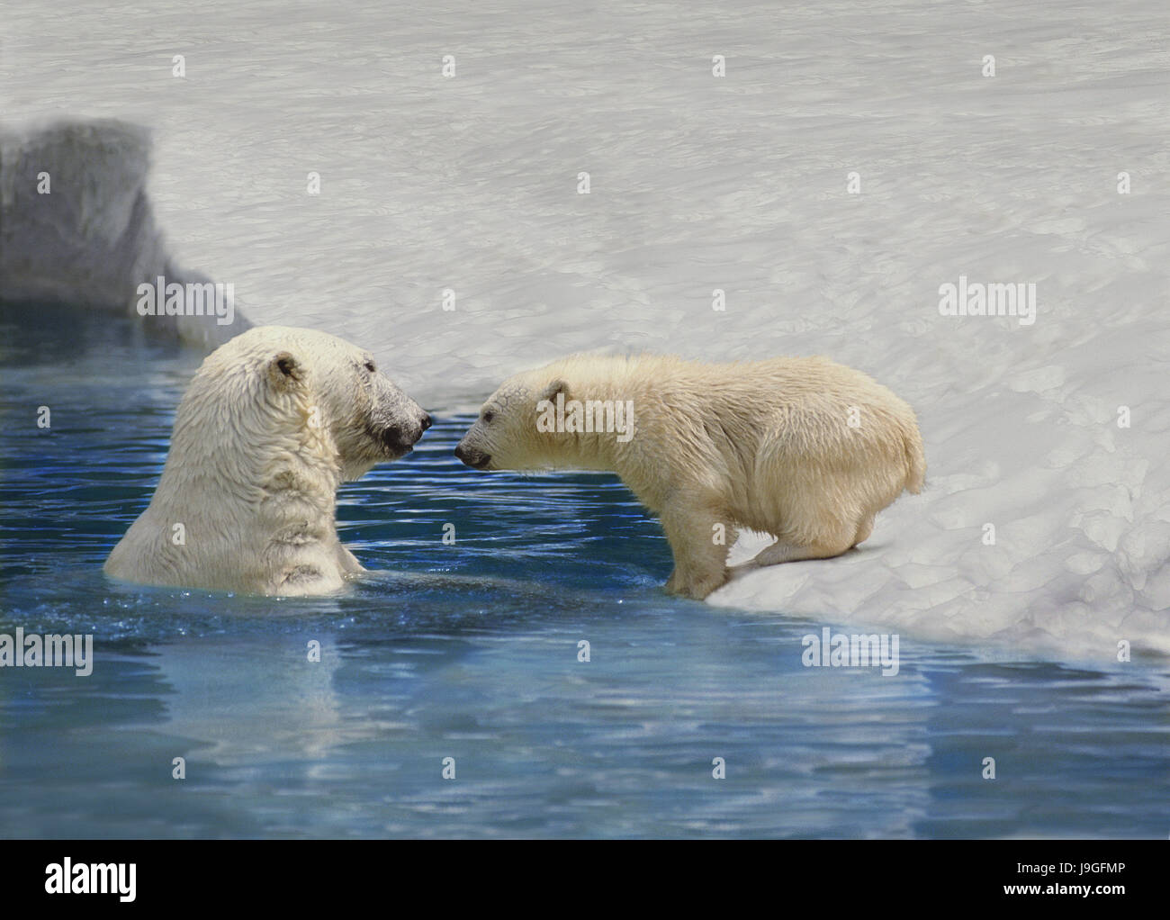 cartoon polar bear cubs swimming