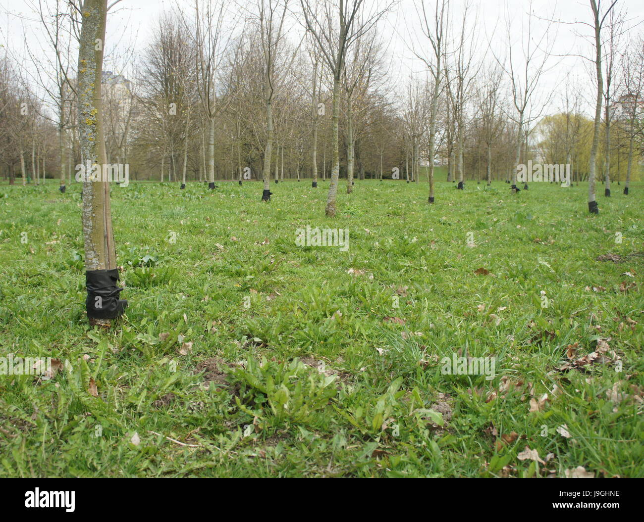Young trees in the park. Protection of tree bark Stock Photo Alamy