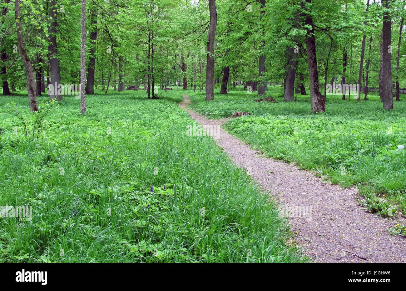A trail in a green forest Stock Photo - Alamy