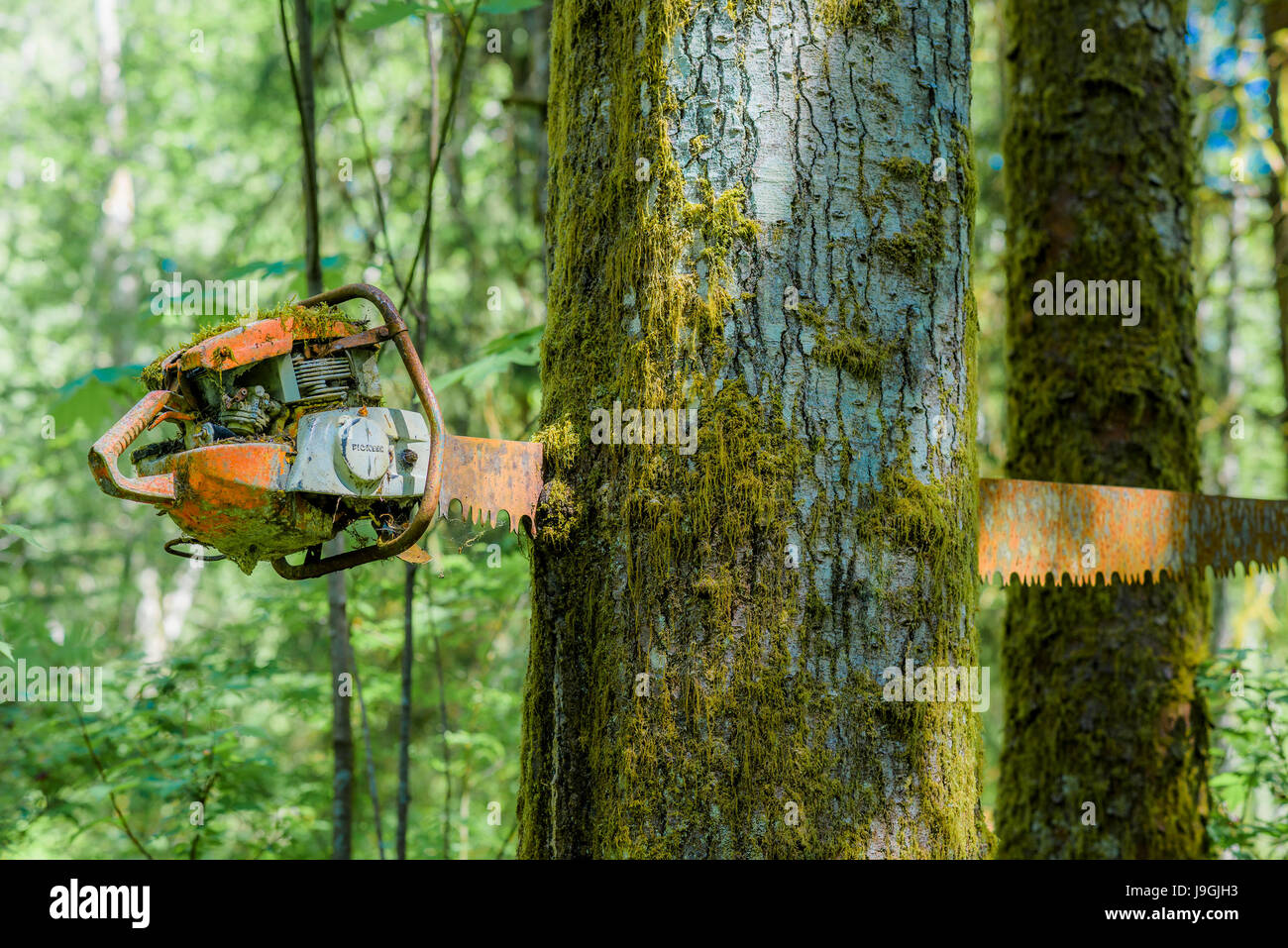 Wacky Woods installation by eccentric artist George Sawchuk, Fanny Bay, British Columbia, Canada. Stock Photo
