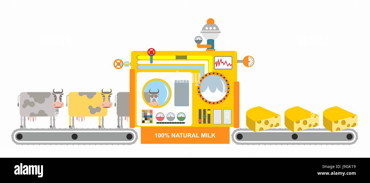 Production of cheese. Cheese factory. Mechanized process of cooking