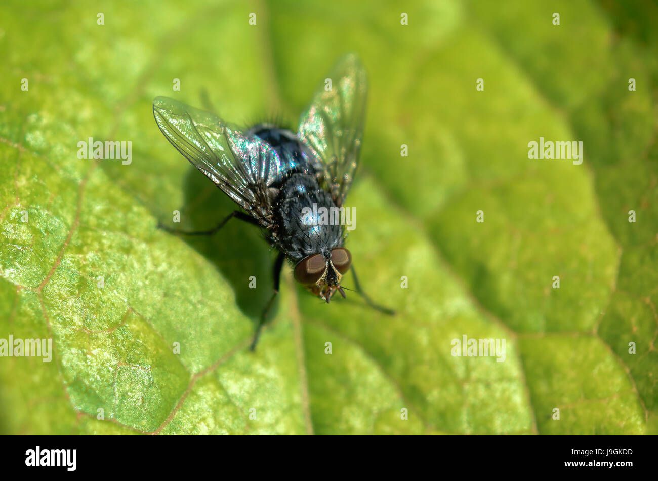 Bluebottle fly on leaf with green background Stock Photo