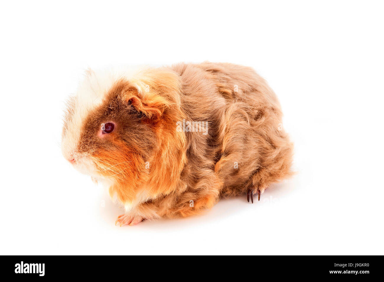 One guinea pig merino on white background Stock Photo Alamy