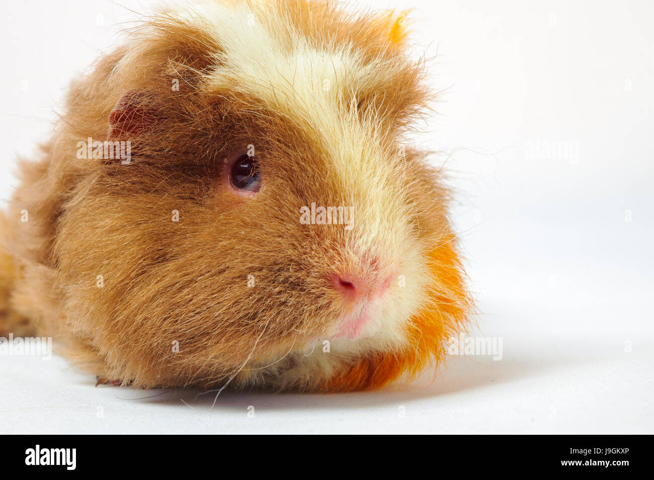 One guinea pig merino on white background Stock Photo Alamy