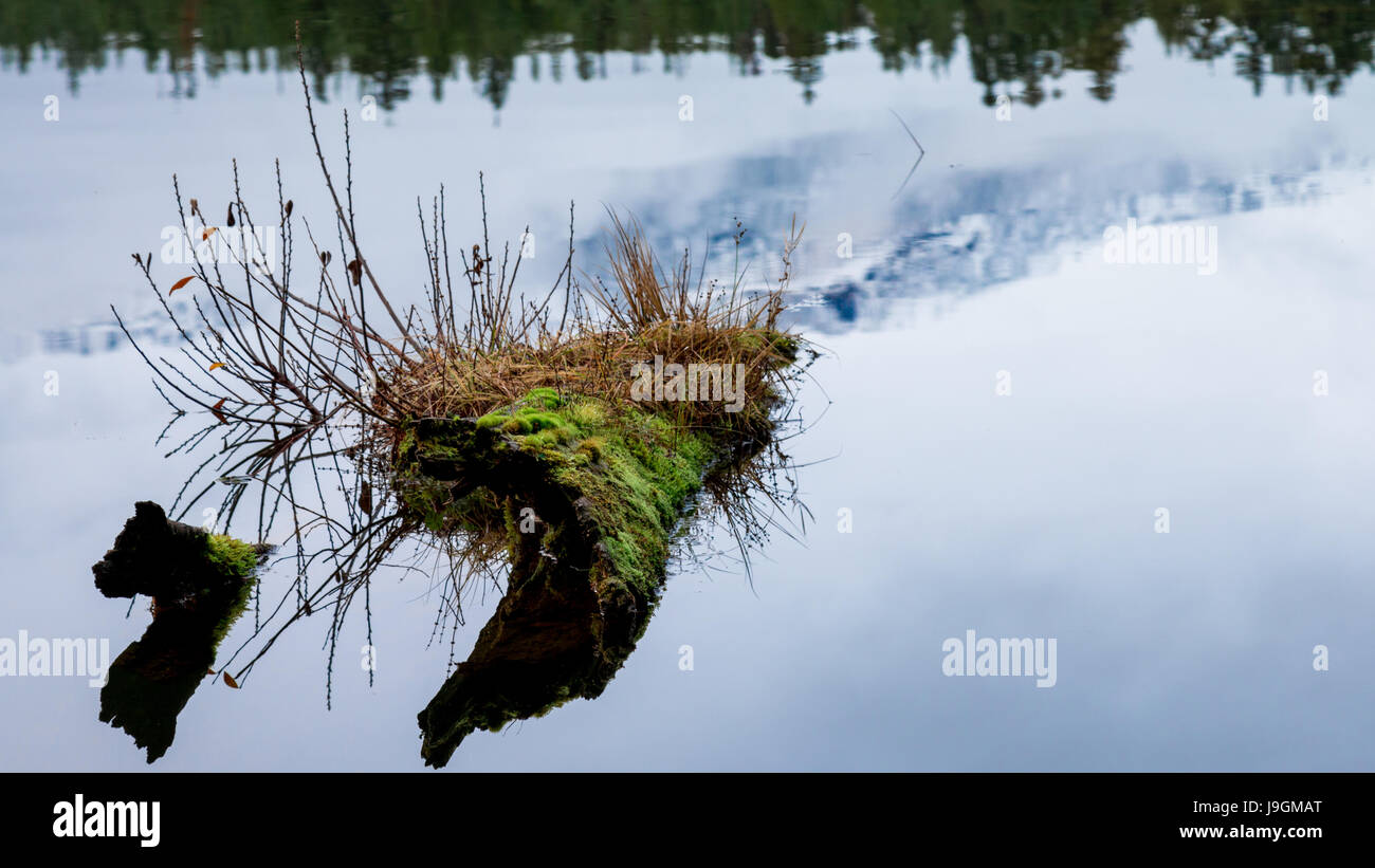 Log Floating in Lake Stock Photo