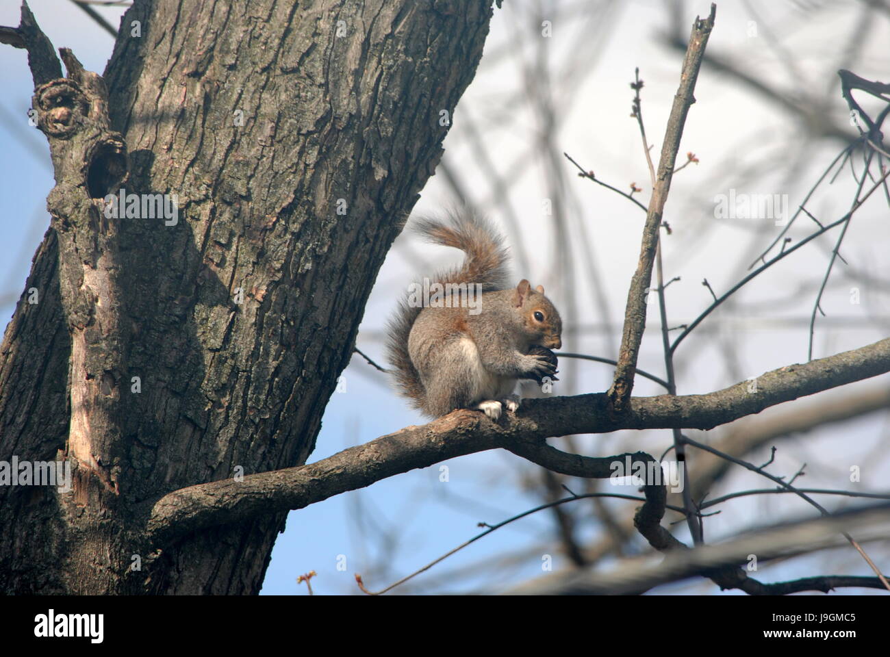 SQUIRRELY SETS ON A BRANCH FORAGING ON A BLACK  WALNUT Stock Photo