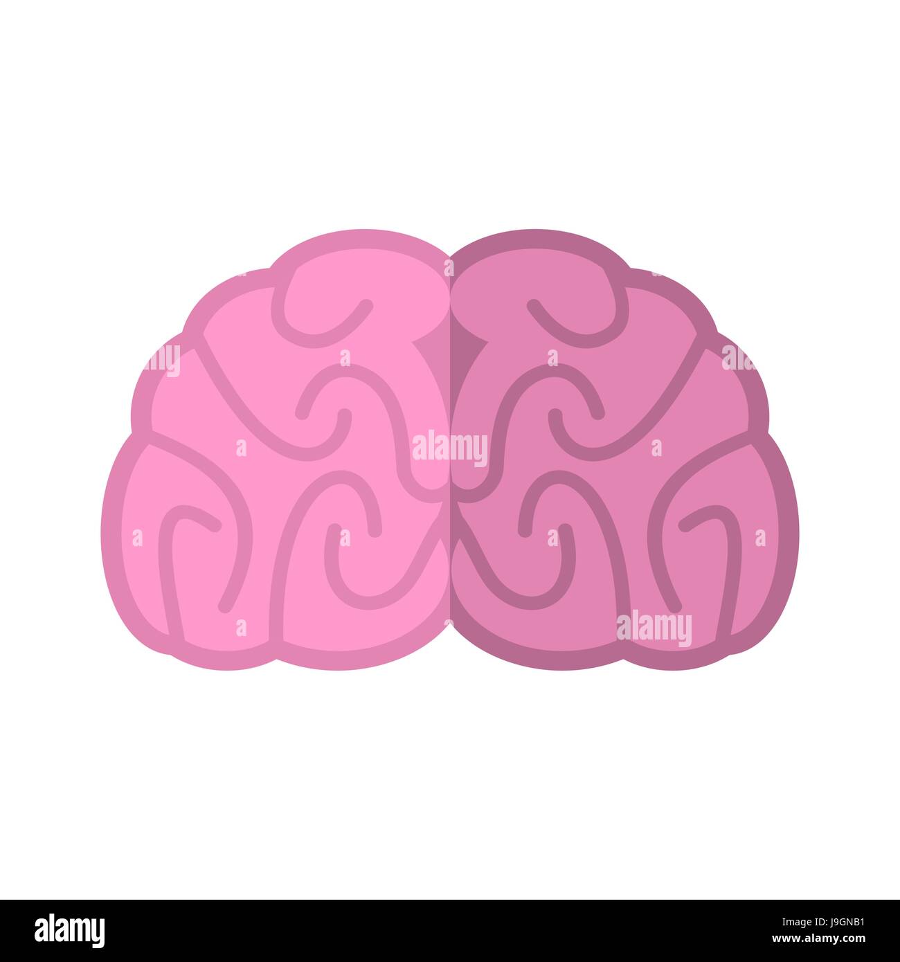 Brain isolated. Human brains on white background Stock Vector Image ...