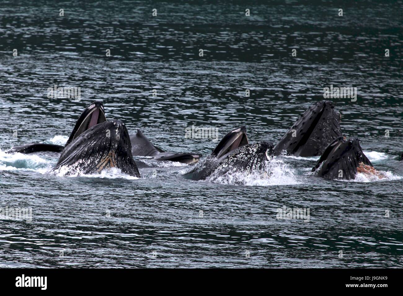 A pod of humpback whales surface in Resurrection Bay at the Kenai Fjords National Park near Seward, Alaska. Stock Photo