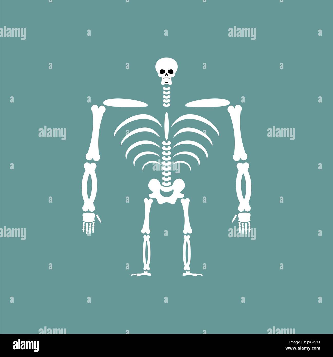 Human skeleton isolated. Skull and Bones. Spine and ribs Stock Vector ...
