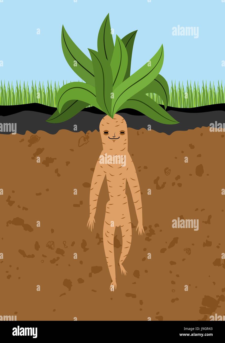 Mandrake root in ground. Legendary mystical plant in form of man Stock Vector