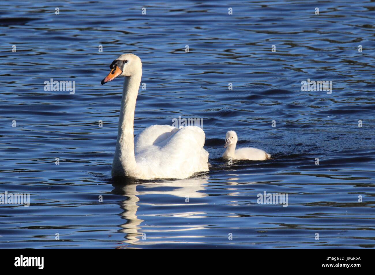 A mute swan Cygnus color swimming with one cygnet Stock Photo
