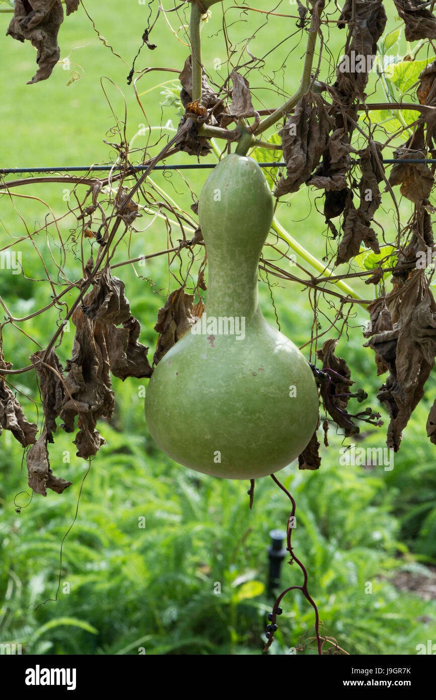 Single Lagenaria Siceraria Bottle Gourd growing on the vine in a garden. Also known as Calabash Bottle Gourd, White-Flowered Gourd, Opo squash, Long m Stock Photo