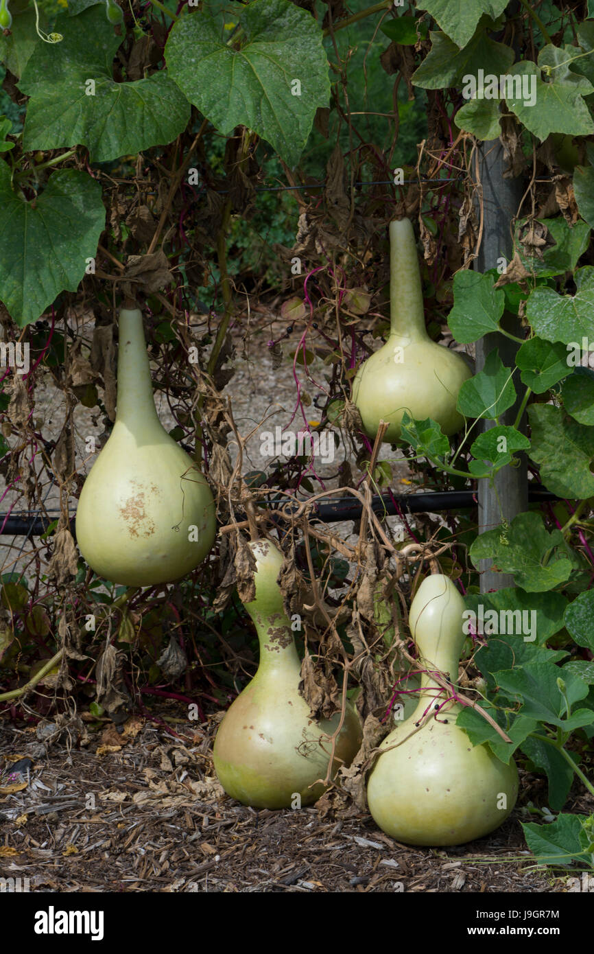 Four Lagenaria Siceraria Bottle Gourd growing on the vine in a garden. Also known as Calabash Bottle Gourd, White-Flowered Gourd, Opo squash, Long mel Stock Photo