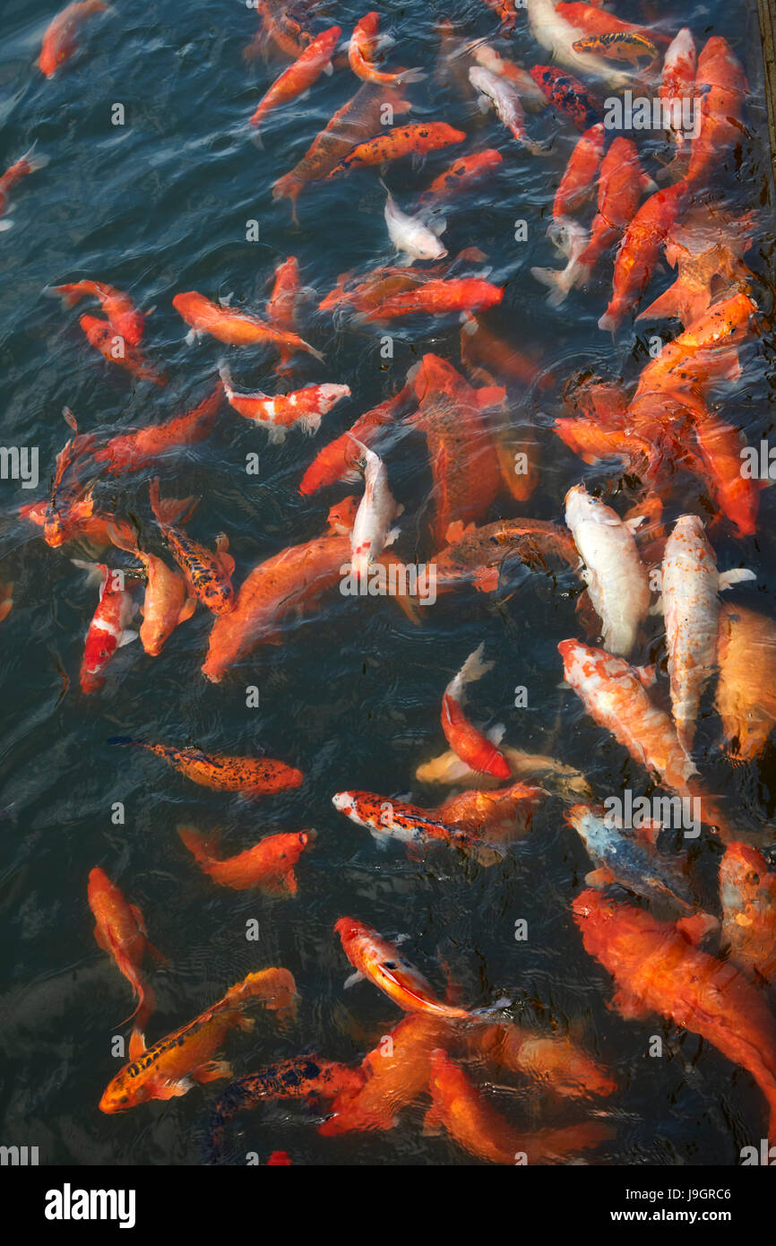 Ornamental koi fish in a pond at historic Hue Citadel (Imperial City), Hue, North Central Coast, Vietnam Stock Photo