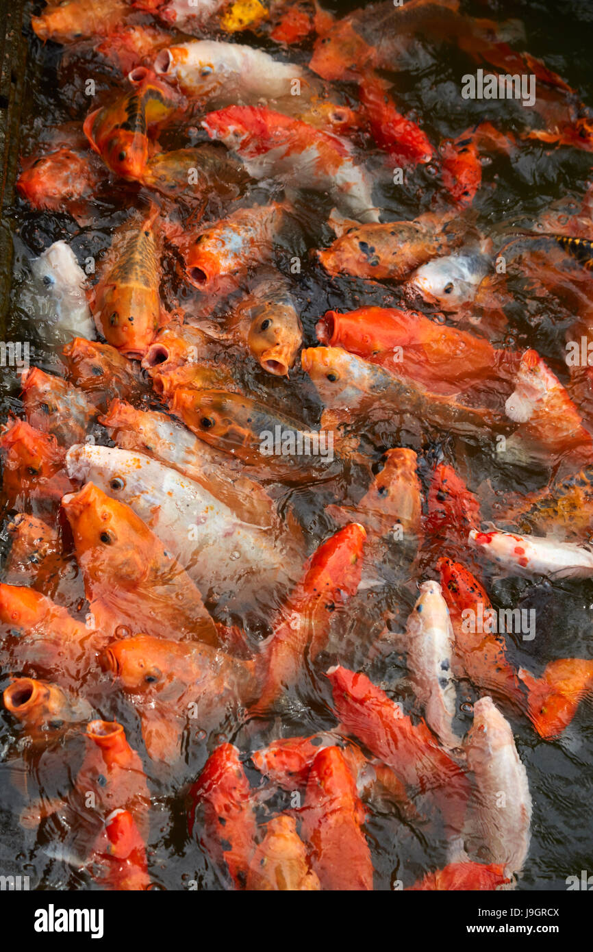 Ornamental koi fish in a pond at historic Hue Citadel (Imperial City), Hue, North Central Coast, Vietnam Stock Photo