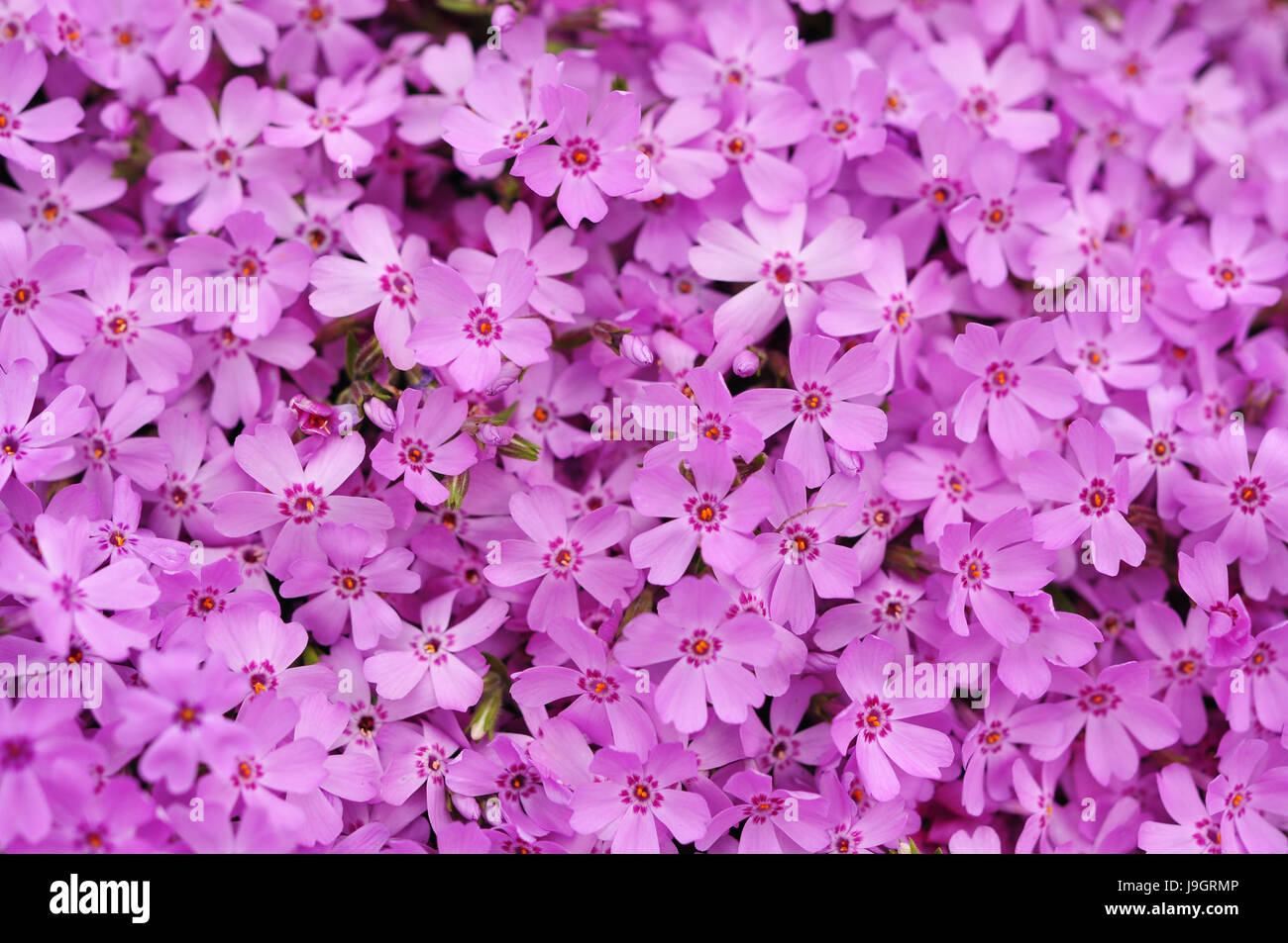 Shibazakura (moss phlox) background, shibazakura festival, The famous festival in Yamanashi prefecture, Japan Stock Photo