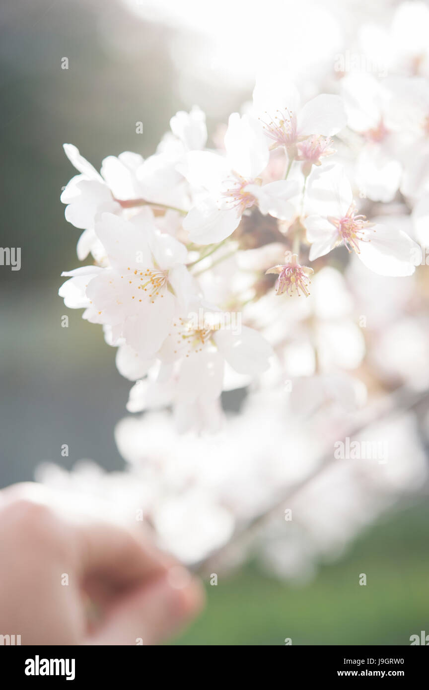 Hand holding sakura flower Stock Photo - Alamy