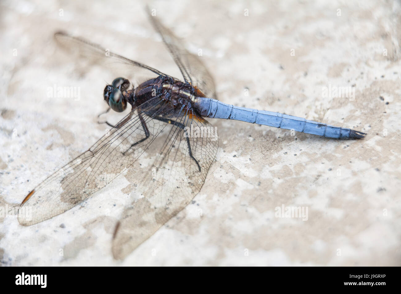 Aerial or dorsal view of Orthetrum glaucum otherwise known as the Blue Marsh Hawk Dragonfly or Common Blue Skimmer. Stock Photo