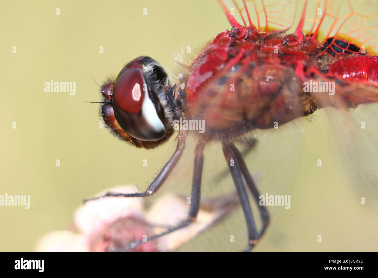 Extreme closeup of Scarlet Basker dragonfly. Urothemis signata