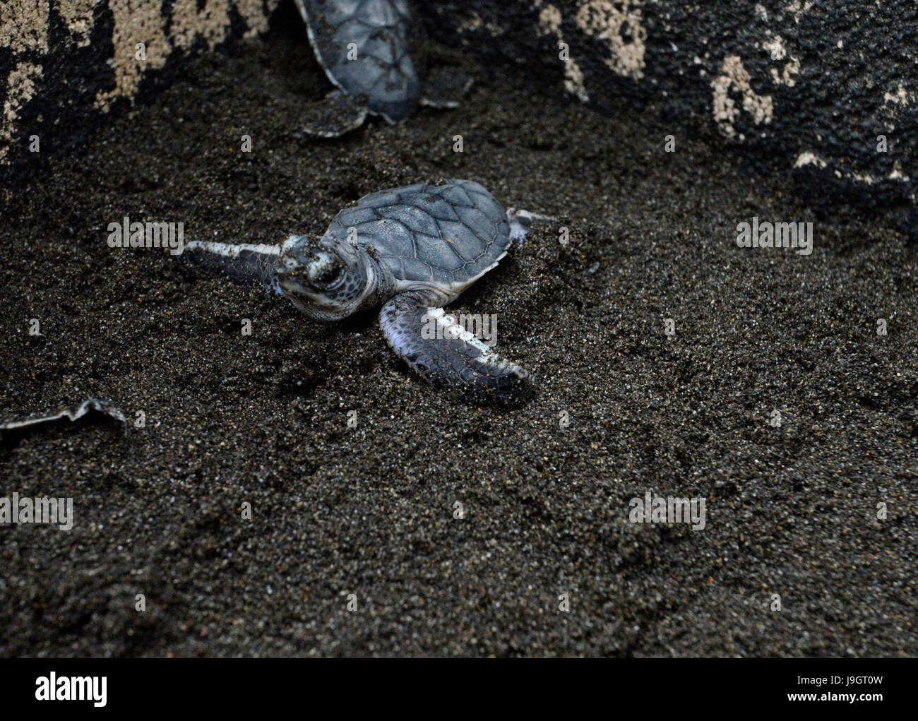 A recently hatched green sea turtle (Chelonia mydas) crawls in a styrofoam box before being released into the ocean as part of Latin America Sea Turtl Stock Photo