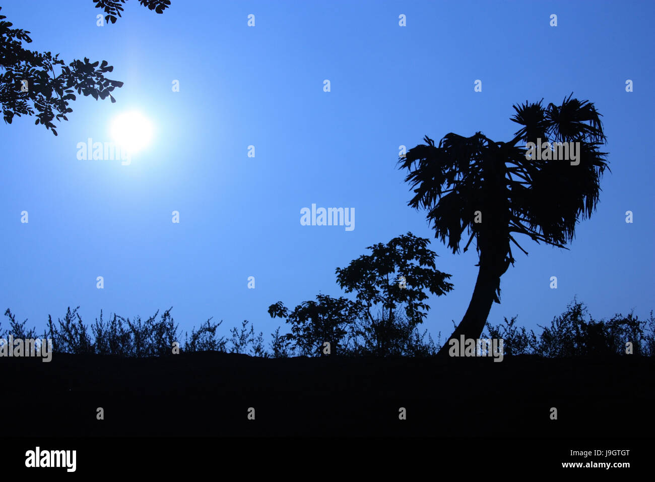 A silhoutte of tree with background of deep blue sky and sun Stock Photo