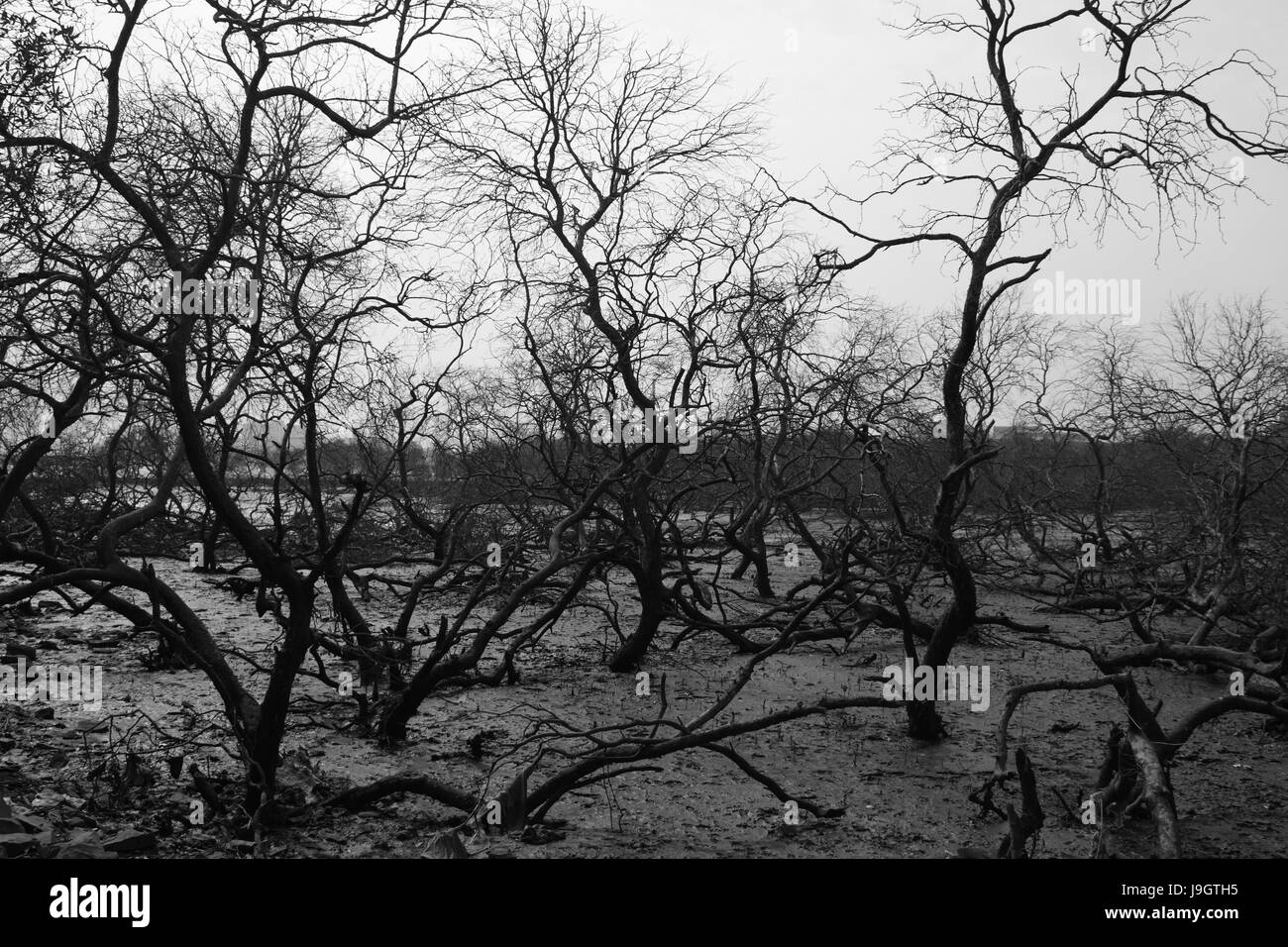 Dry Trees Stock Photo