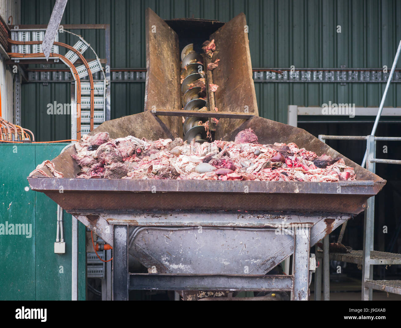 Byproducts from a sheep abattoir in the input bin of a meat and bone ...