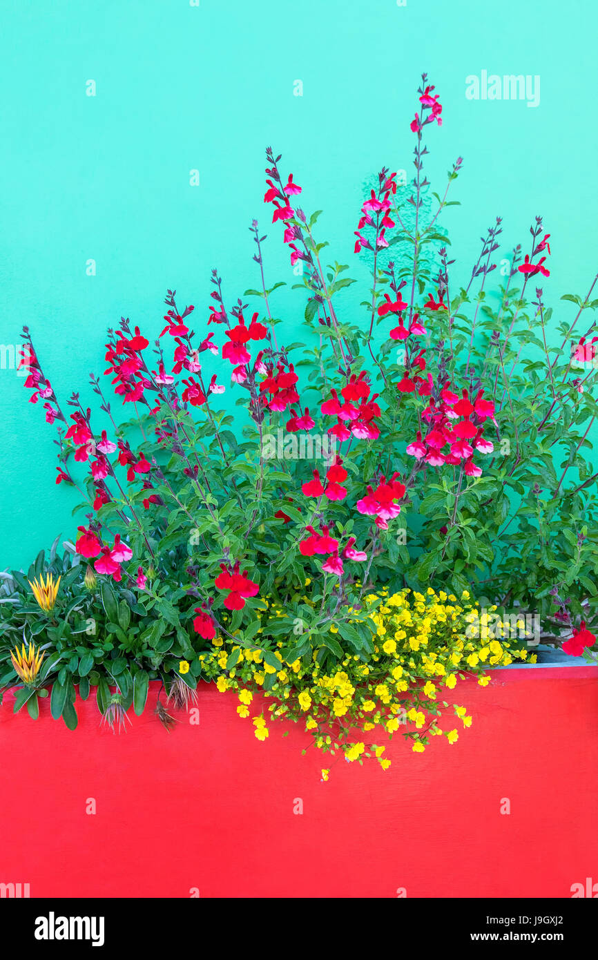 Colorful and vibrant florals in San Diego, California Stock Photo