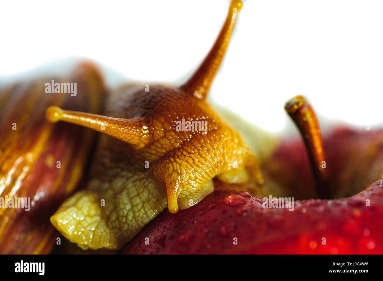 Single Snail on the apple with a beautiful shell,nice coloring,close up ...