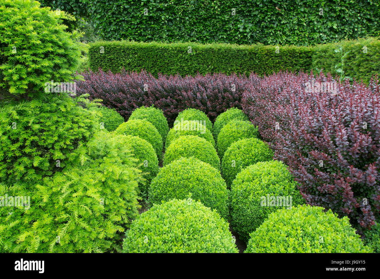 Box globes;yew;hornbeam and purple Berberis hedging Stock Photo
