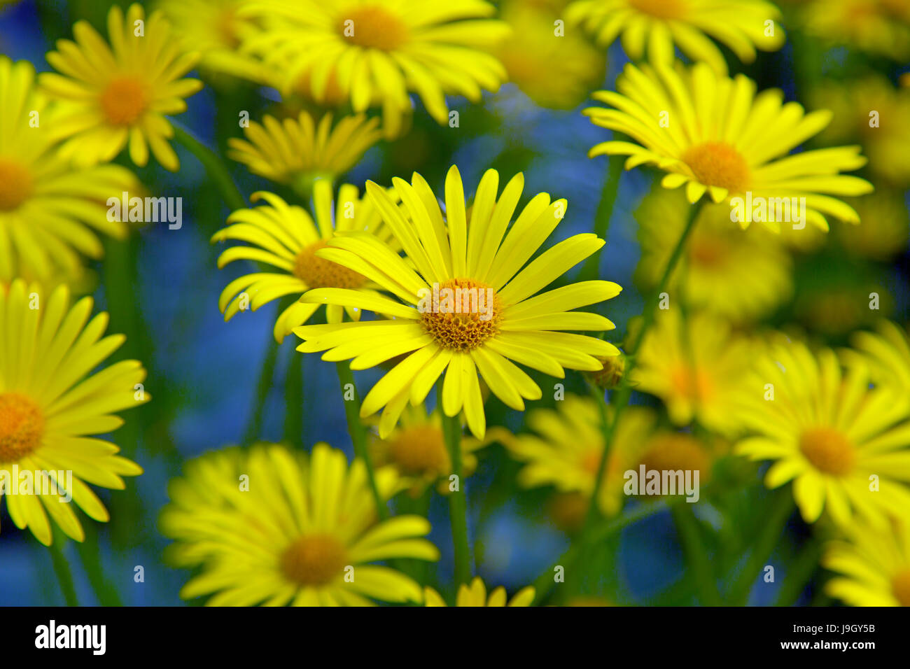Leopard's Bane Doronicum orientale in border Stock Photo