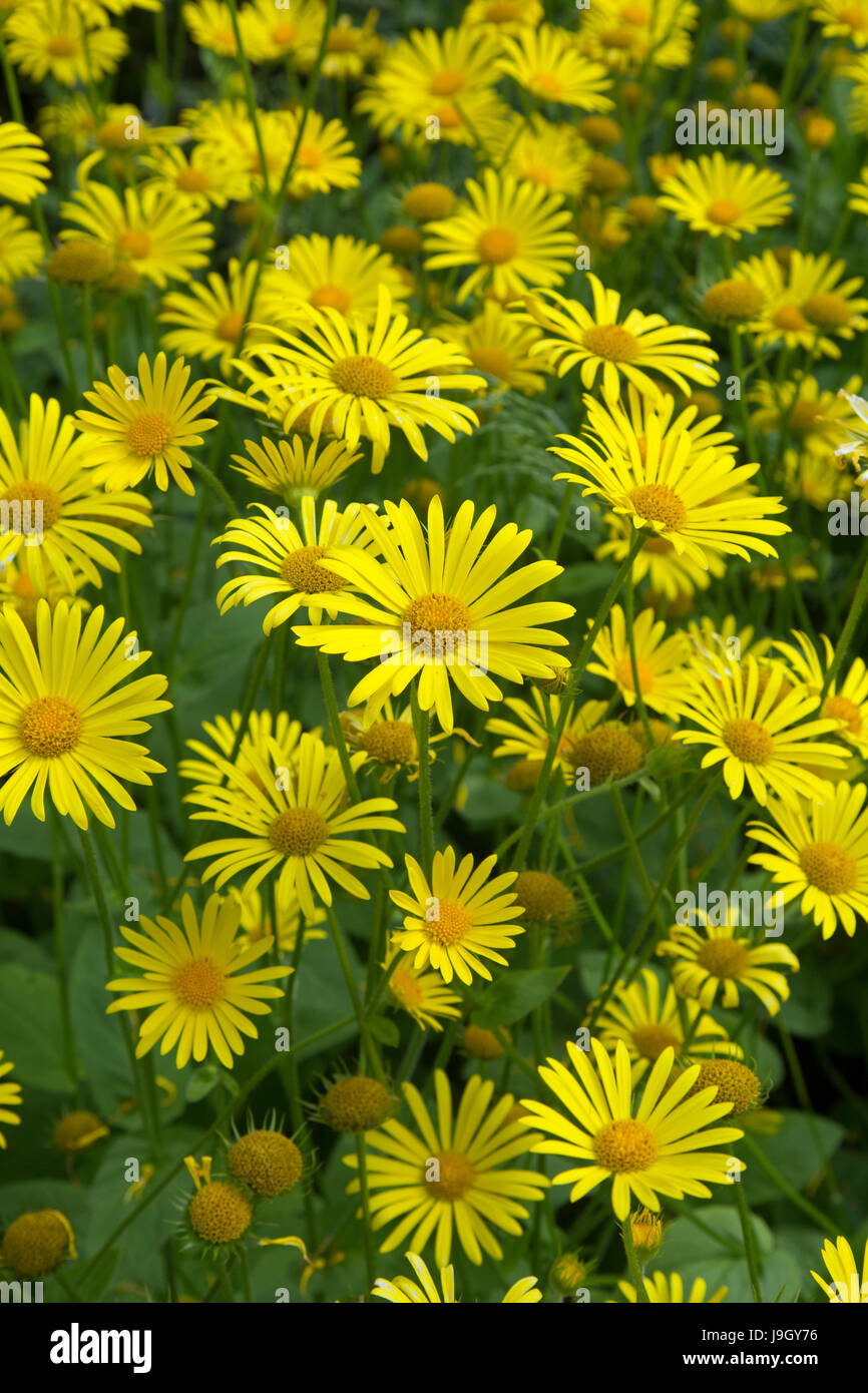 Leopard's Bane Doronicum orientale in border Stock Photo