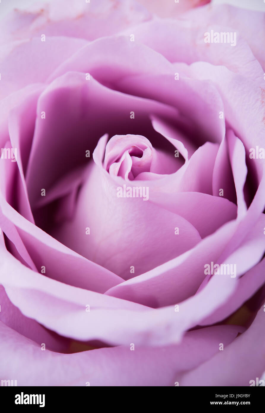 Pastel purple, mauve color fresh summer rose macro shot, natural abstract  petals background Stock Photo - Alamy