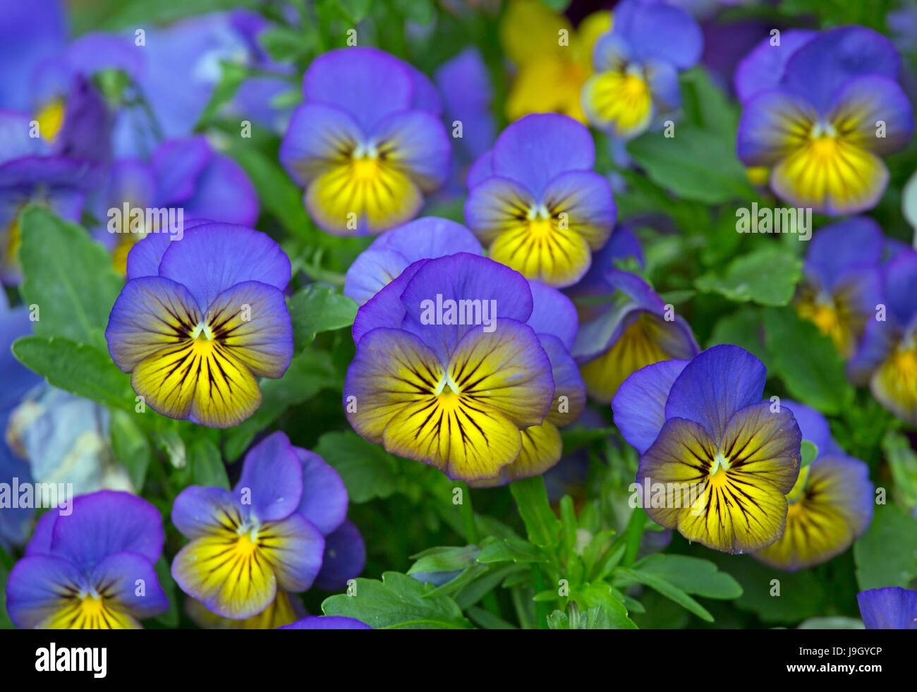 Viola cornuta (Viola Mix) Stock Photo