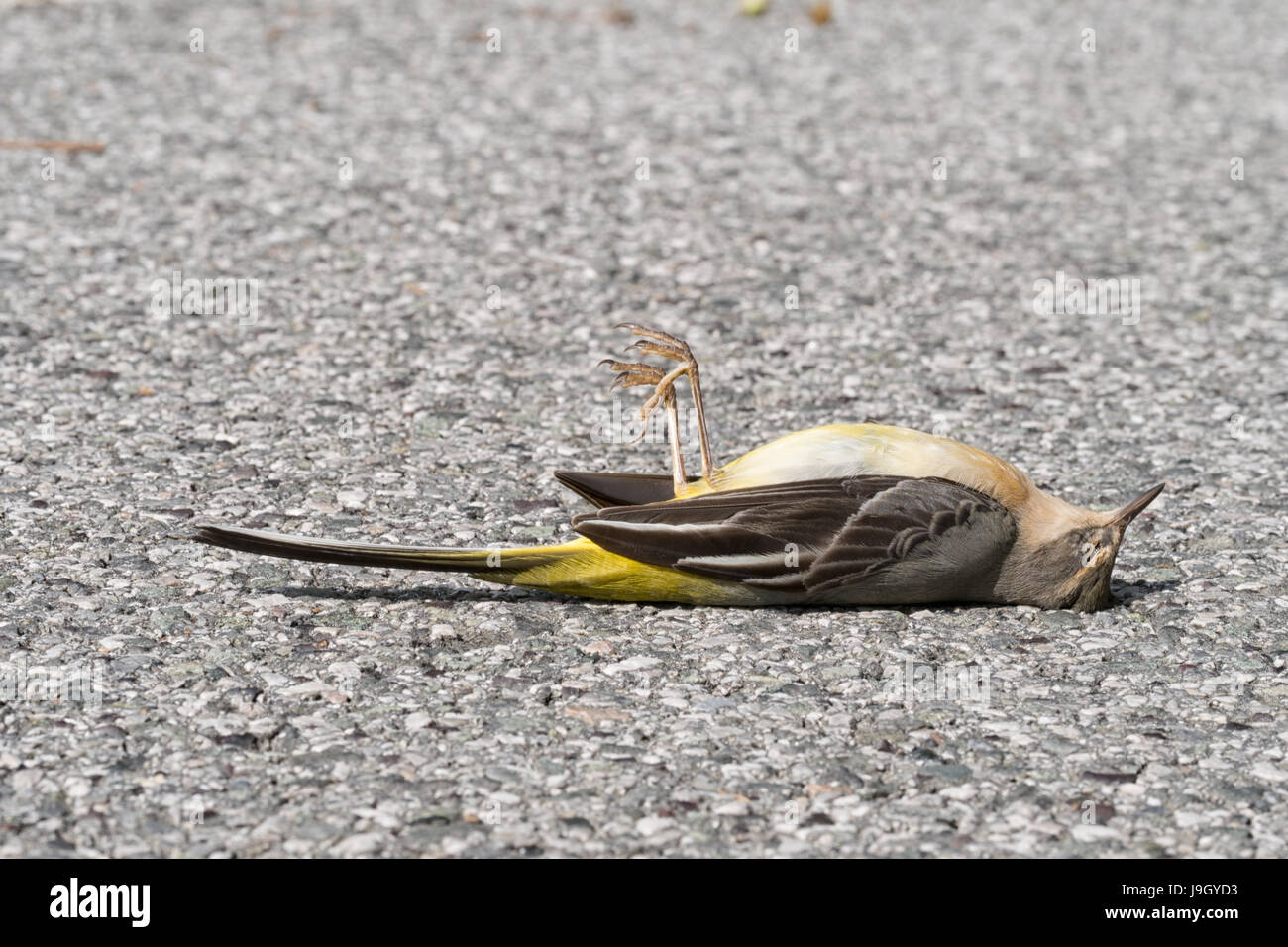Why Birds Hit Windows—and How You Can Help Prevent It All