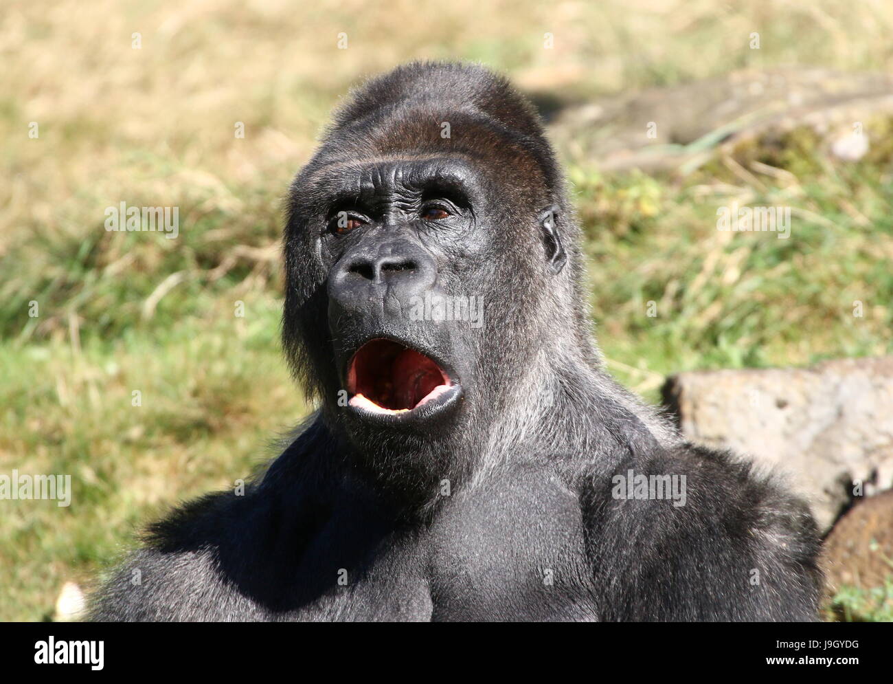 Mature alpha male silverback Western lowland Gorilla Stock Photo