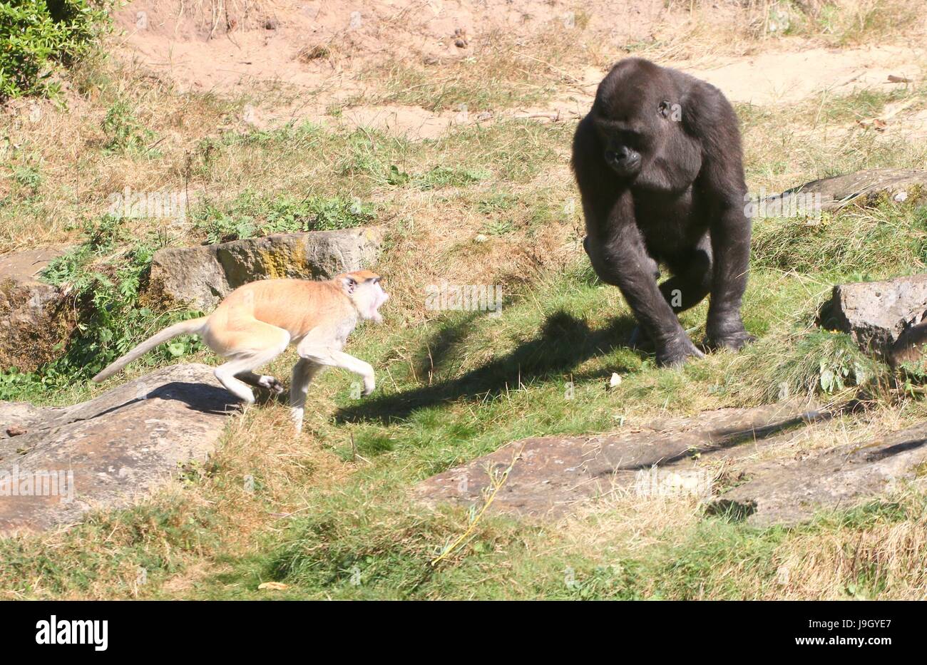 Feisty female African Patas monkey (Erythrocebus patas) charging at a young male western lowland Gorilla. Stock Photo