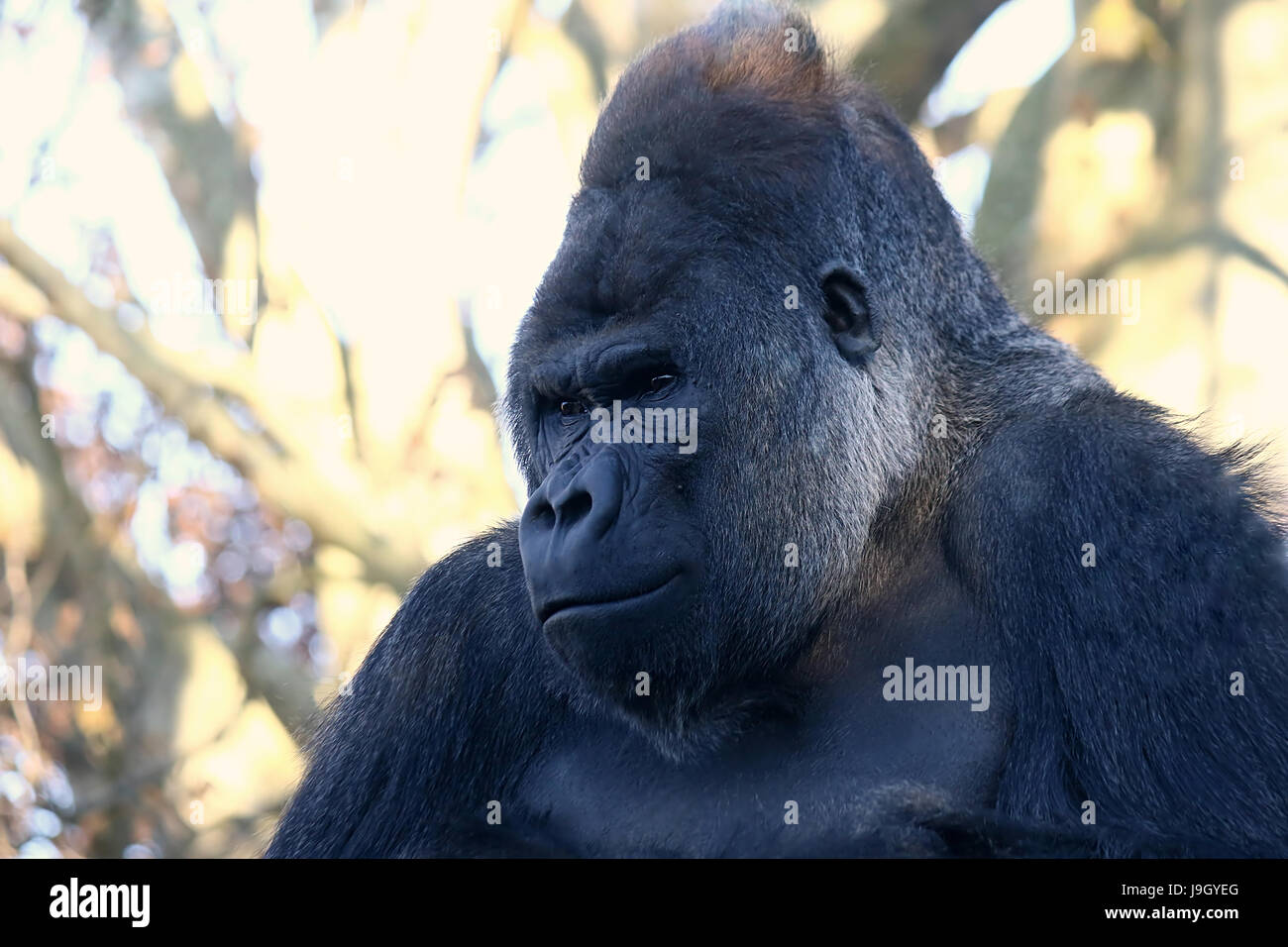 Portrait close-up of a pensive alpha male silverback Western lowland Gorilla Stock Photo