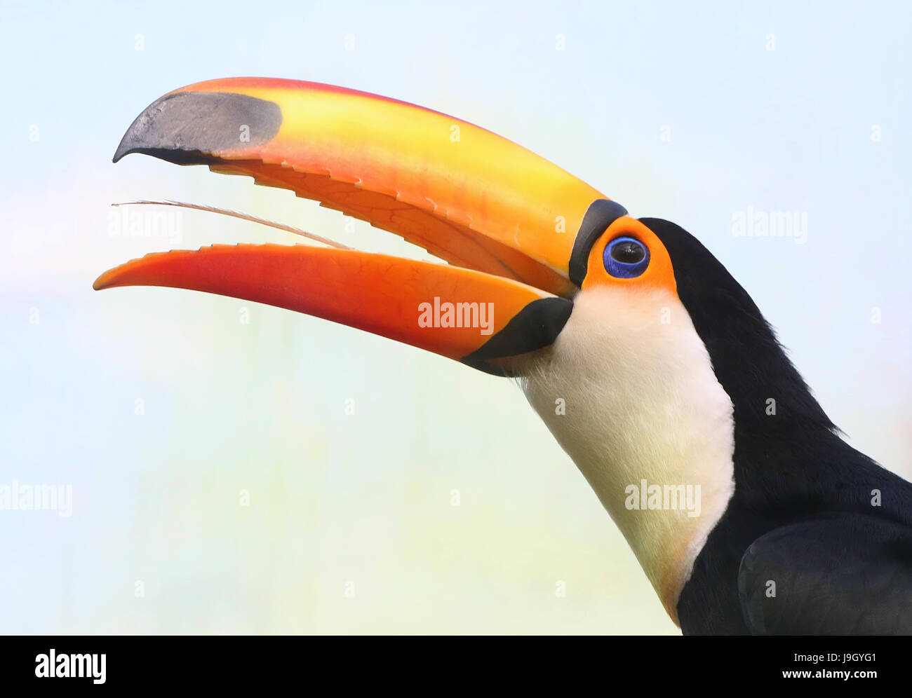 Close-up of the head of a Common or Toco Toucan (Ramphastos toco), native to South America. Stock Photo