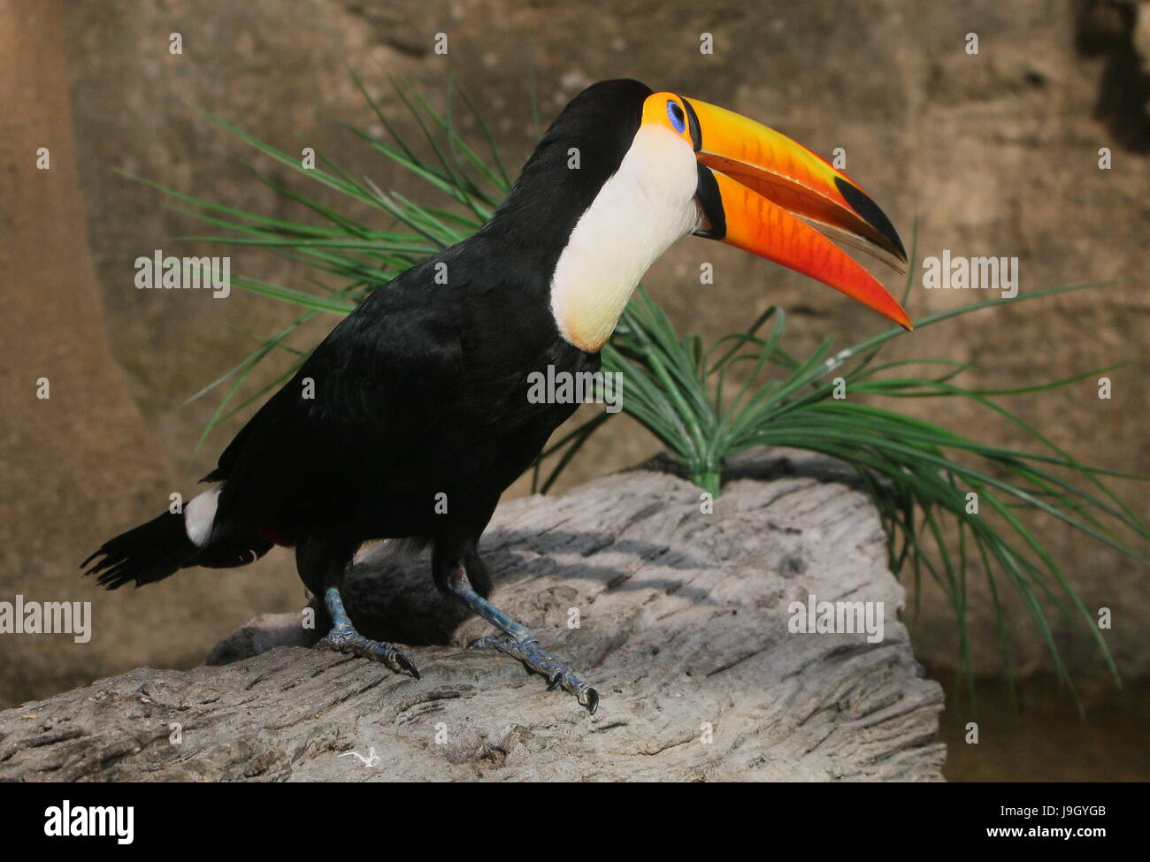 Close-up of the head of a Common or Toco Toucan (Ramphastos toco), native to South America. Stock Photo