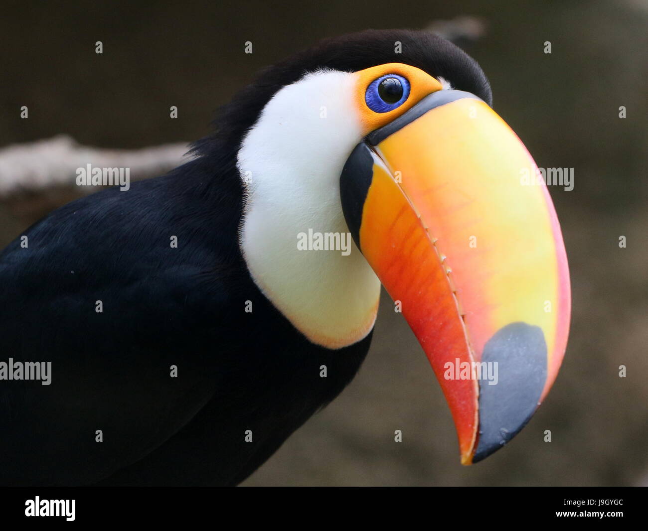 Close-up of the head of a Common or Toco Toucan (Ramphastos toco), native to South America. Stock Photo