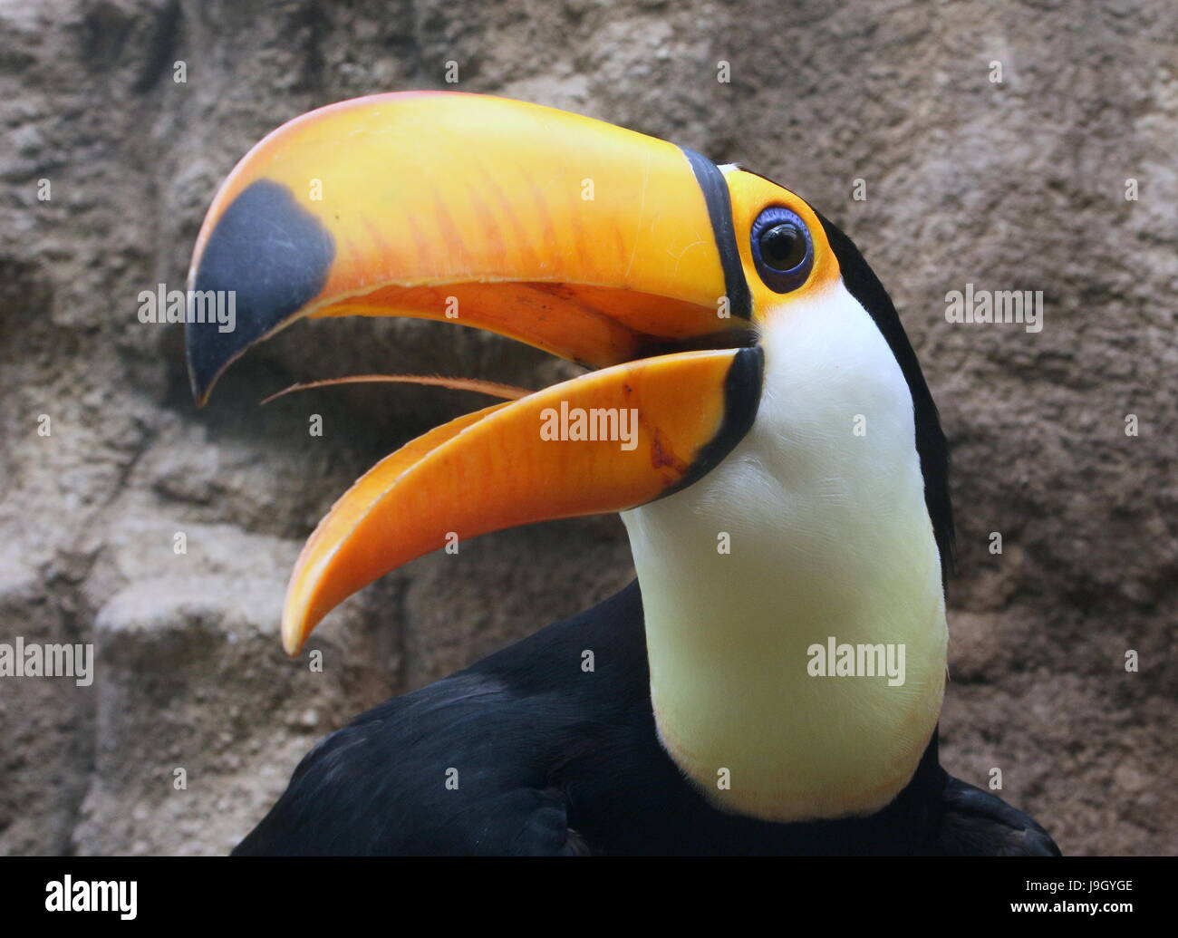 Close-up of the head of a Common or Toco Toucan (Ramphastos toco), native to South America. Stock Photo
