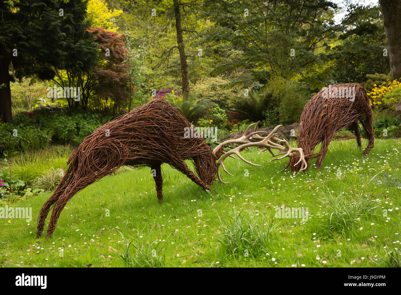 UK England, Dorset, Abbotsbury, Sub Tropical Gardens, Jo Sadler’s rutting stags willow sculpture Stock Photo