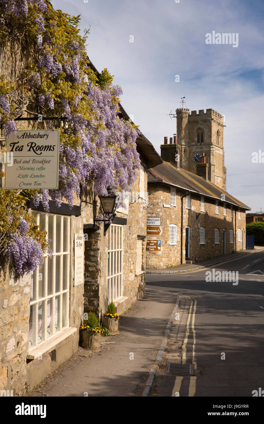 Uk England Dorset Abbotsbury Market Street Wisteria Clad