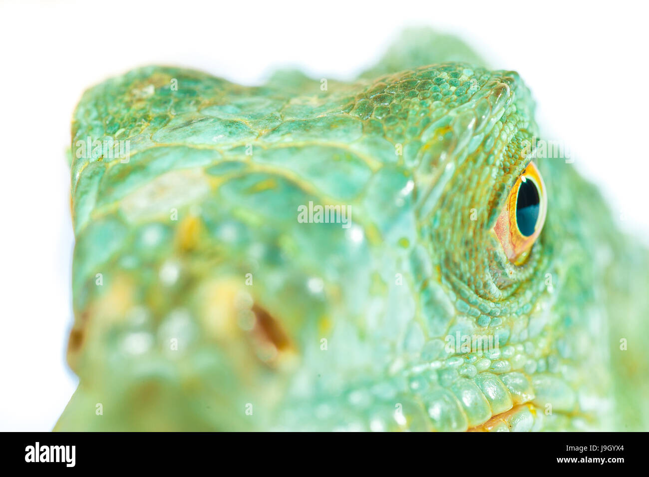 one green iguana lizard .reptile muzzle closeup Stock Photo - Alamy