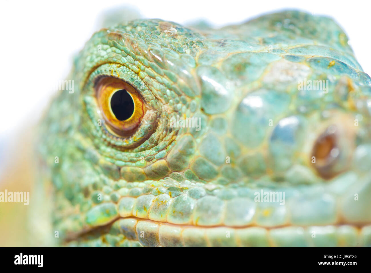 one green iguana lizard .reptile muzzle closeup Stock Photo - Alamy