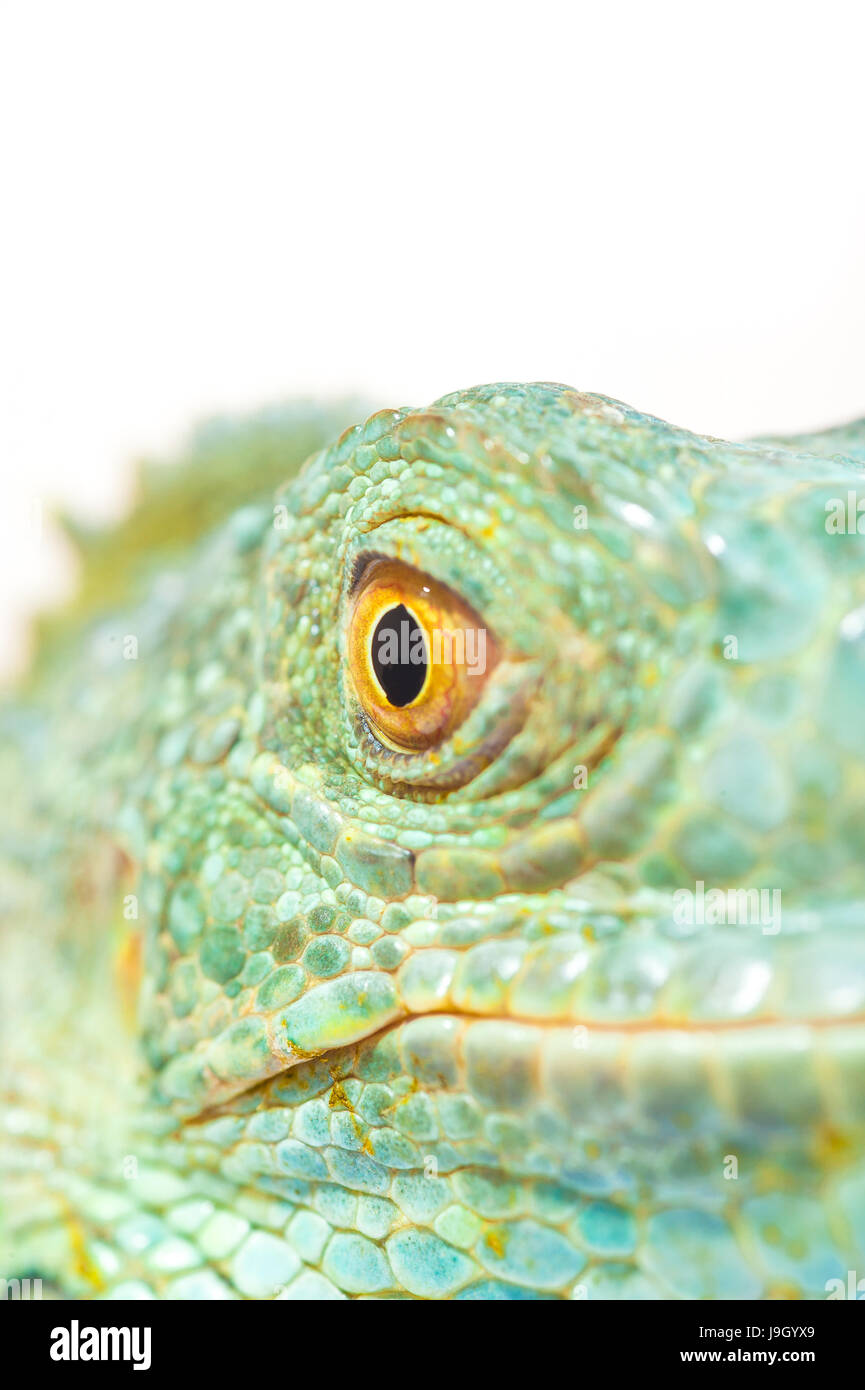 one green iguana lizard .reptile muzzle closeup Stock Photo - Alamy