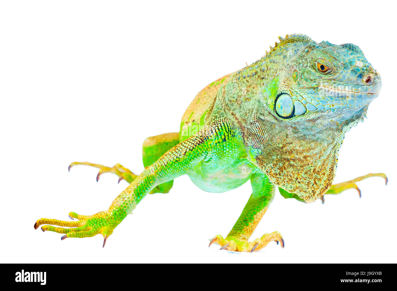 one green iguana lizard .reptile sit on white background Stock Photo ...